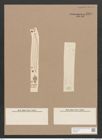 Pleurosigma stuxbergii Cl. et Gr. (de-Toni-Nr.: Genus 13, Species 1053) Zeichnungen Sammlung Grunow Nr. 1891 (NHMW-BOT-W0369007)